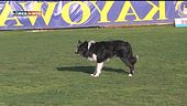 L'educa-cani