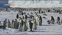 I pinguini dell'Antartide