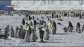 I pinguini dell'Antartide