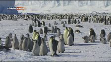 I pinguini dell'Antartide