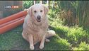 Carmelina, cane libero e accudito