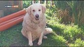Carmelina, cane libero e accudito