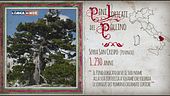 Alberi patriarchi nel Pollino