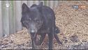Storia di Rufus, il lupo creduto un cane