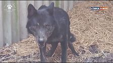 Storia di Rufus, il lupo creduto un cane