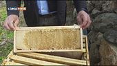 Il miele del Sulcis