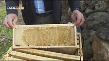 Il miele del Sulcis