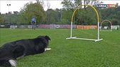 L' educa-cani