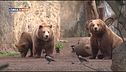 Gli orsi del Bioparco di Roma