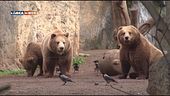 Gli orsi del Bioparco di Roma