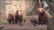 Gli orsi del Bioparco di Roma
