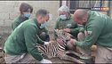 Un lieto evento allo Zoo di Napoli