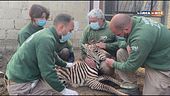 Un lieto evento allo Zoo di Napoli