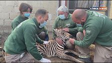 Un lieto evento allo Zoo di Napoli