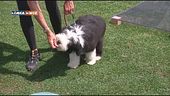 L'Educa-cani