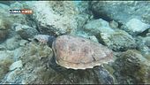 Pillole di Blu - Le tartarughe marine