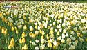 Messer tulipano