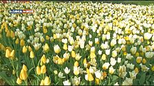 Messer tulipano