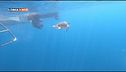 Il rilascio di due tartarughe Caretta Caretta