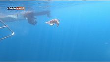 Il rilascio di due tartarughe Caretta Caretta
