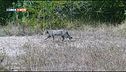 Il gatto selvatico