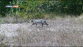 Il gatto selvatico