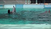I delfini