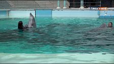 I delfini