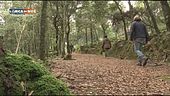 Foresta isolana