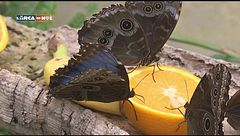 A casa delle farfalle