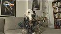 Psyco-Dog