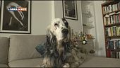 Psyco-Dog