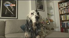 Psyco-Dog