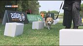 L'Educa-Cani