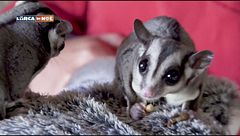 Gli scoiattoli volanti di Zoomarine