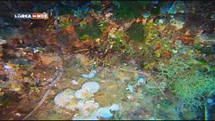 Nel meraviglioso mare delle Egadi