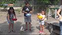 Galline felici