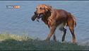 L'Educa-Cani