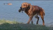 L'Educa-Cani