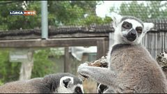 A bordo dell'Arca oggi