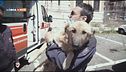 Salvati sei cani in Kosovo e portati in Italia