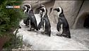 I pinguini di Zoomarine