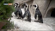 I pinguini di Zoomarine