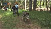 Una perla amica dei pet