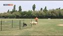 L'Educa-Cani