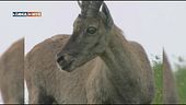 Nel parco delle Alpi Orobie bergamasche