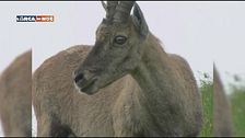 Nel parco delle Alpi Orobie bergamasche