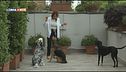 Psyco-dog