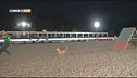 L'Educa-Cani