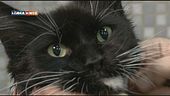 Emozione gatto